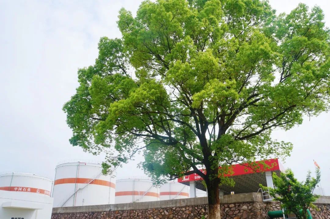 2025新澳三期必出一肖,揭秘2025新澳三期必出一肖，探寻彩票背后的秘密